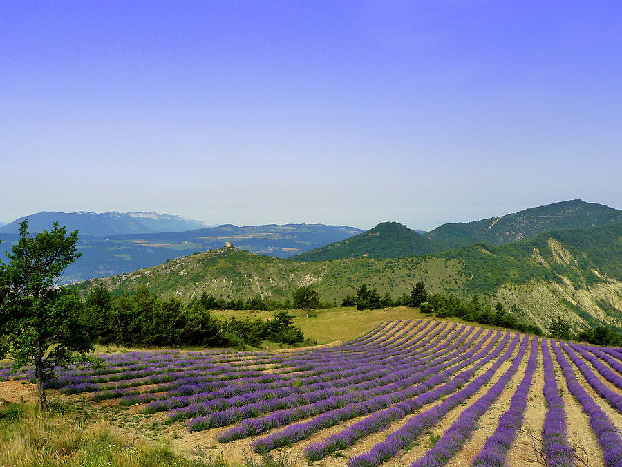Field Of Lavender Photograph by Laurence Duris