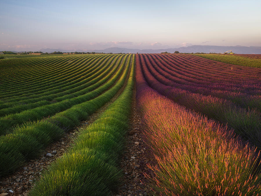 Field Of Lavender Photograph by Rostovskiy Anton
