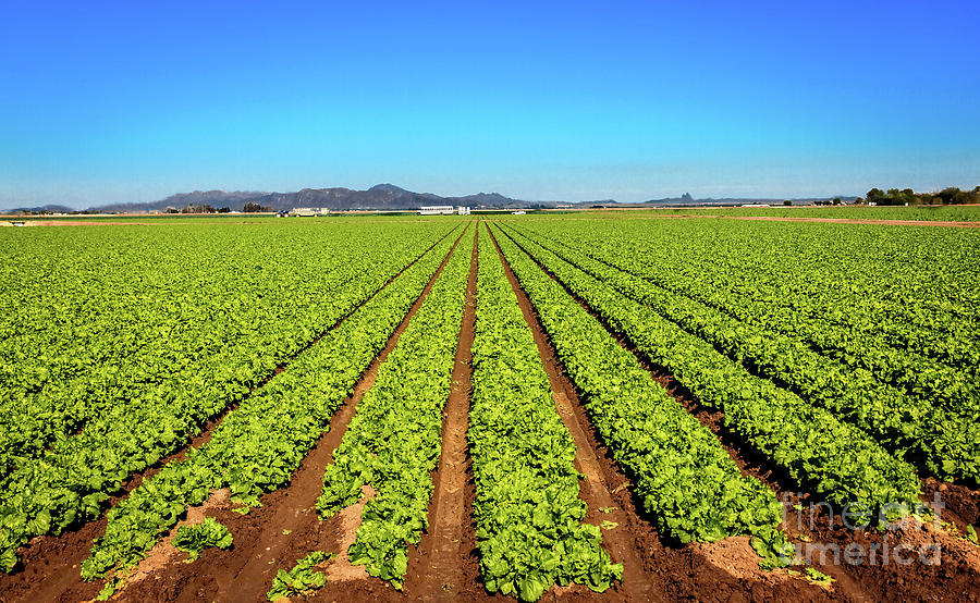 Field Of Lettuce Photograph by Robert Bales