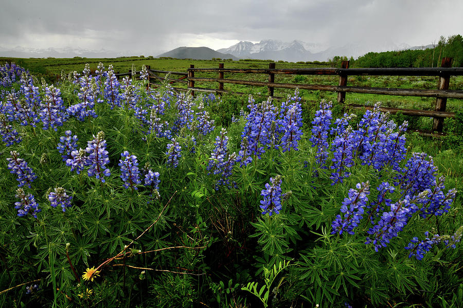 Field of Lupine along San Juan Parkway Photograph by Ray Mathis