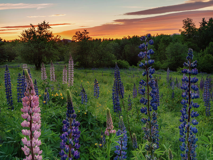 Field of Lupines at Sunrise Photograph by Darylann Leonard Photography
