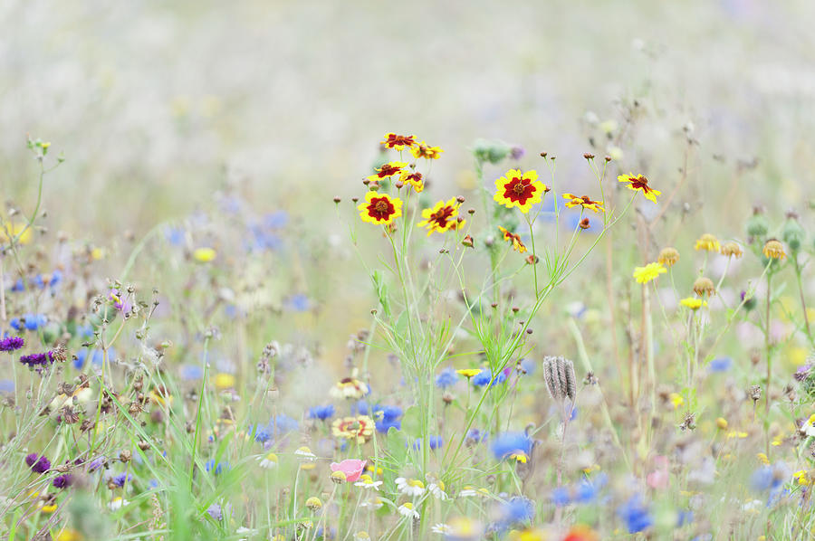 Field Of Mixed Wildflowers Photograph by Mike Hill