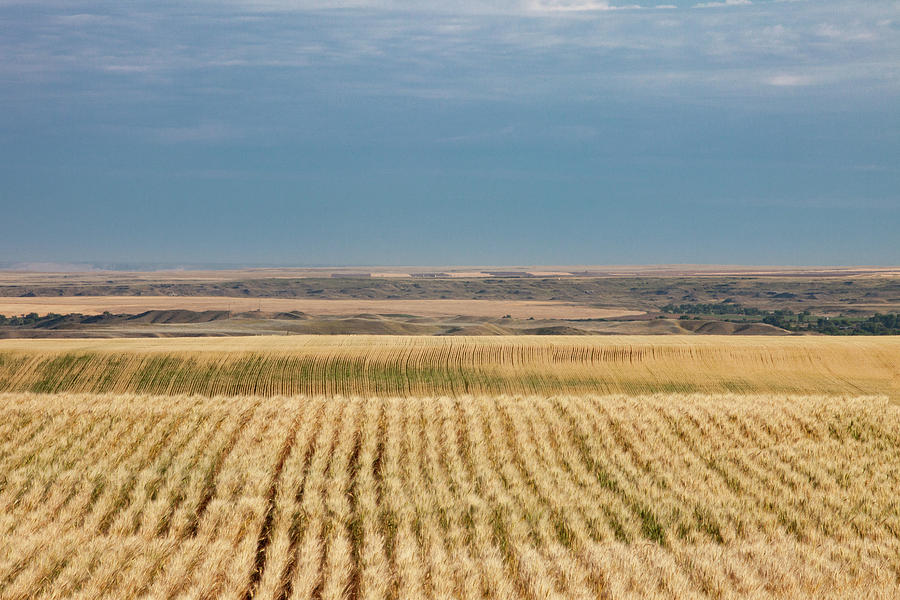 Field of Organic Wheat Photograph by Todd Klassy