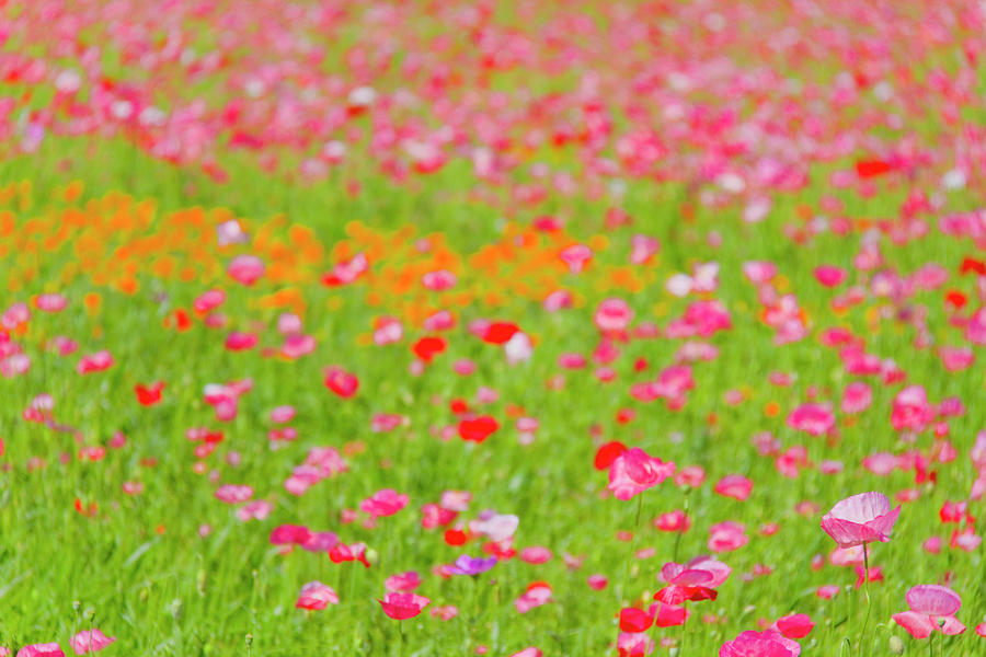 Field Of Pink, Red And Yellow Poppies Photograph by Daisuke Morita