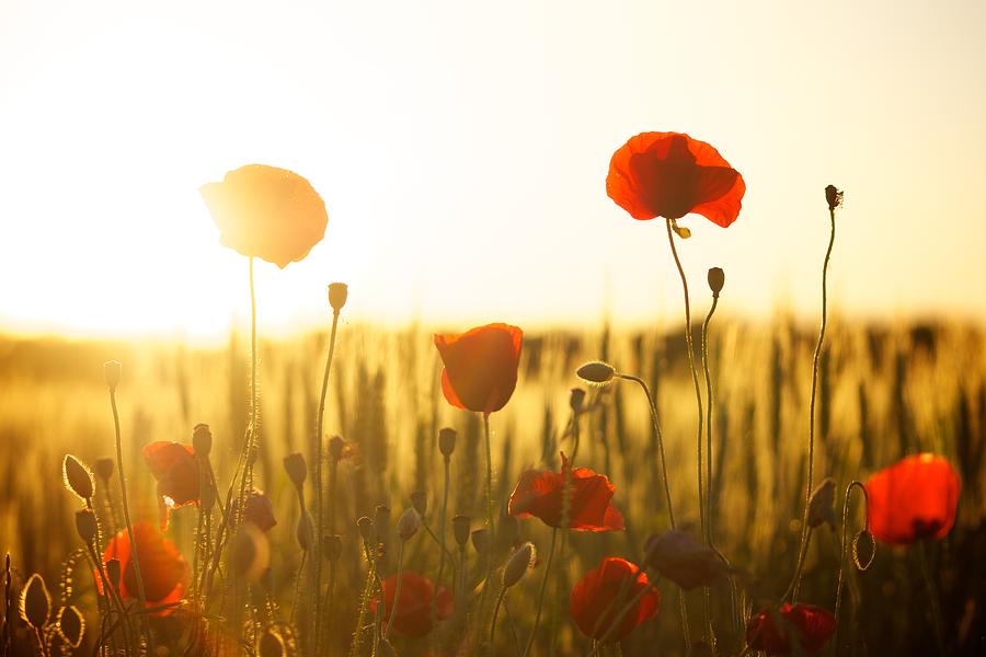 Field of poppies at dawn Photograph by Top Wallpapers