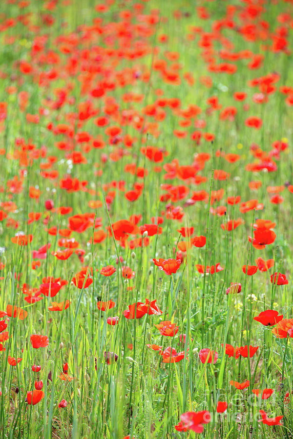 Field of poppies Photograph by Delphimages Photo Creations