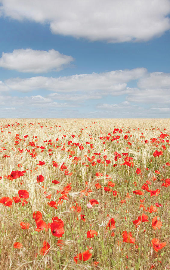Field Of Poppies Photograph by Grant Faint