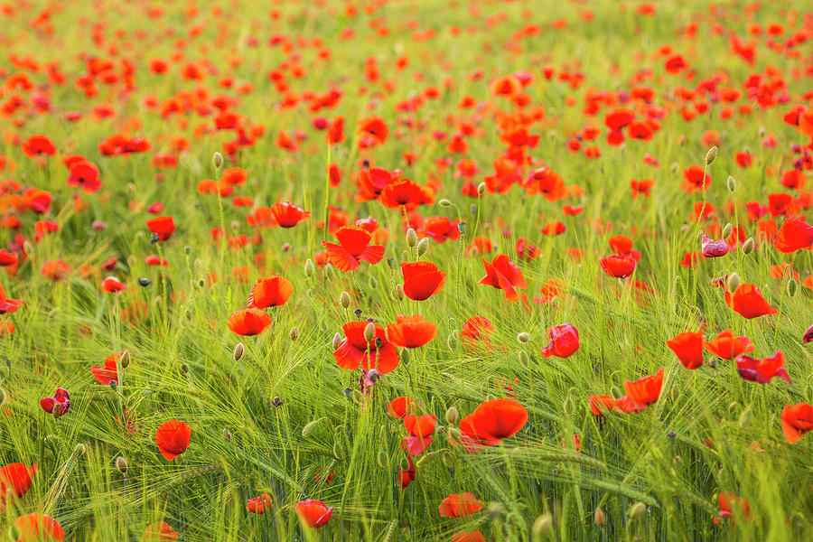 Field Of Poppies Digital Art by Manfred Bortoli - Fine Art America