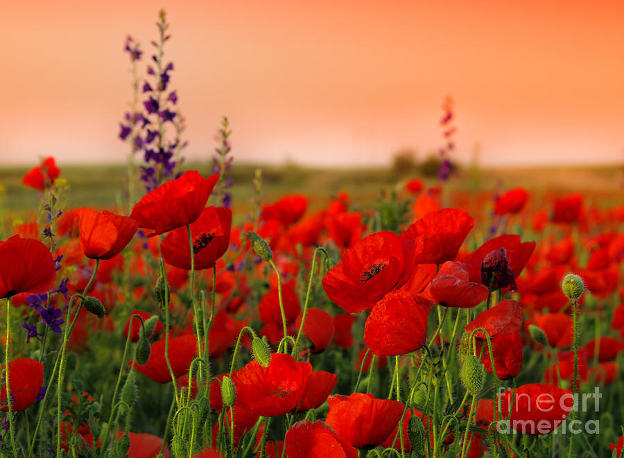 Delicate Photograph - Field Of Poppies On A Sunset by Zeljko Radojko Delicate Photograph - Field Of Poppies On A Sunset by Zeljko Radojko