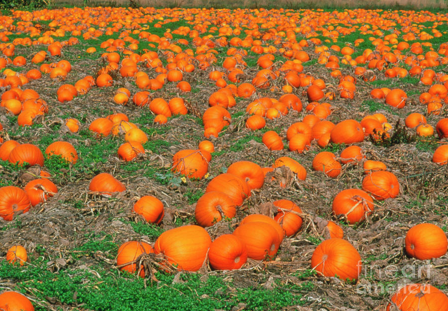 Field Of Pumpkins. Photograph by Kaj R. Svensson/science Photo Library