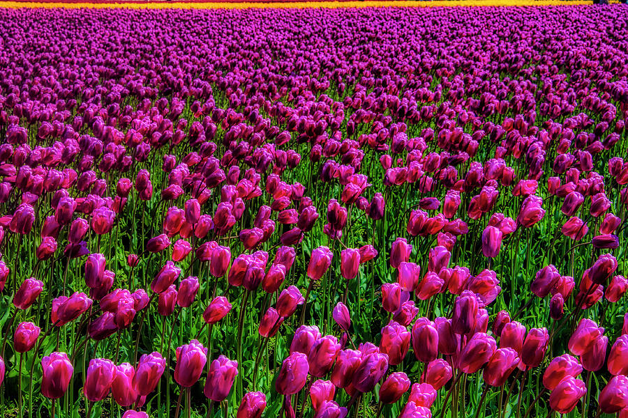 Field Of Purple Tulips Photograph by Garry Gay