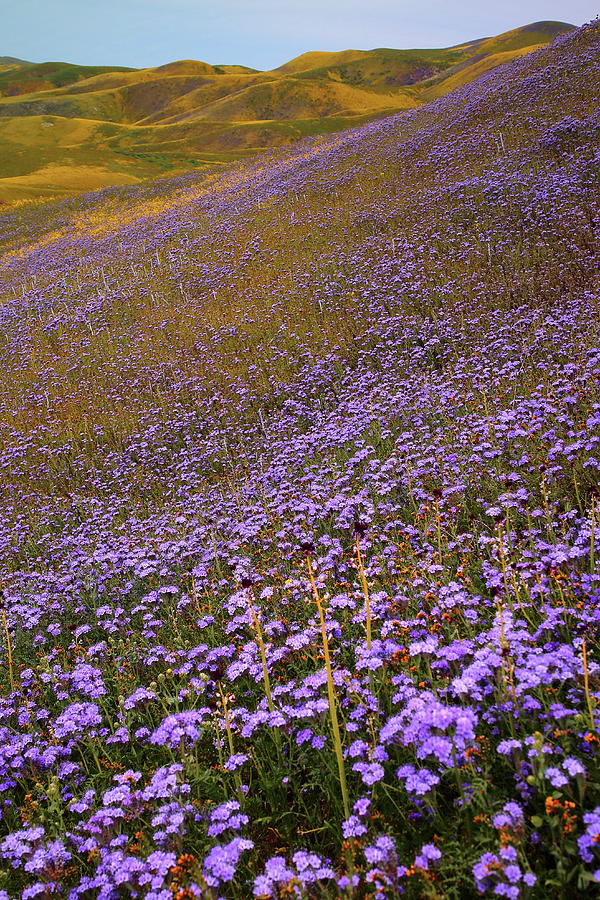 Field of purple wildflowers at Carrizo Plain National Monument in California. Photograph by Jetson Nguyen