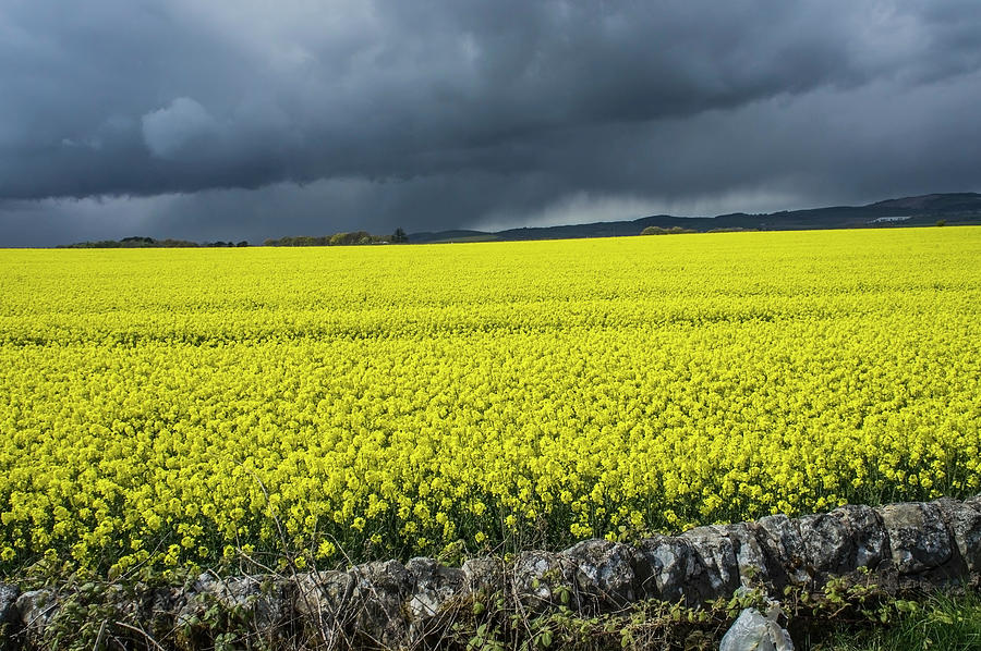 Field Of Rapeseed Photograph by Guy Heitmann / Design Pics