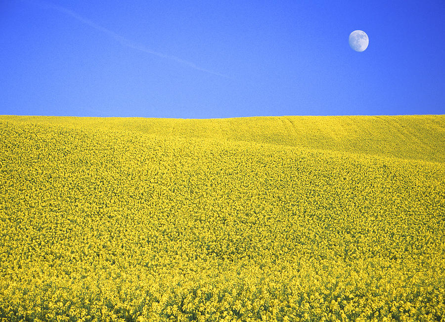 Field Of Rapeseed With Blue Sky & Moon Photograph by Jamie Robertson