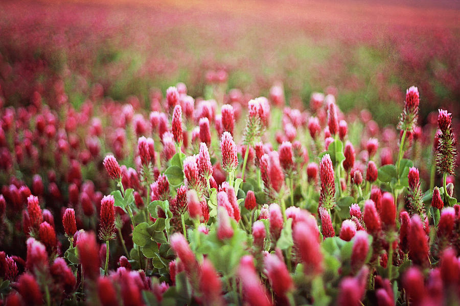 Field Of Red Clover Flowers Photograph by Angie Tanksley