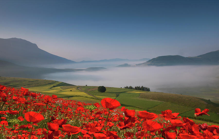 Field Of Red Poppies And Green Hills Photograph by Buena Vista Images