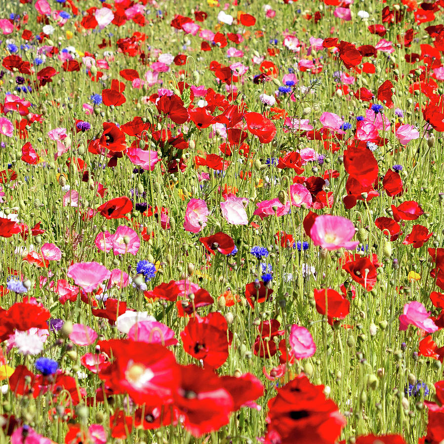 Field of Red Poppies Photograph by E Faithe Lester