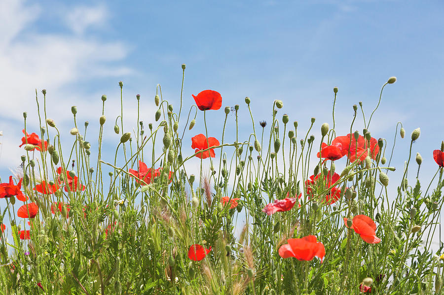 Field Of Red Poppies Photograph by Ken Welsh