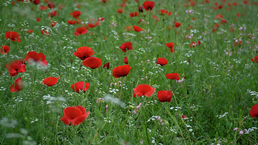 Field Of Red Poppies Photograph by Patrick Nowotny