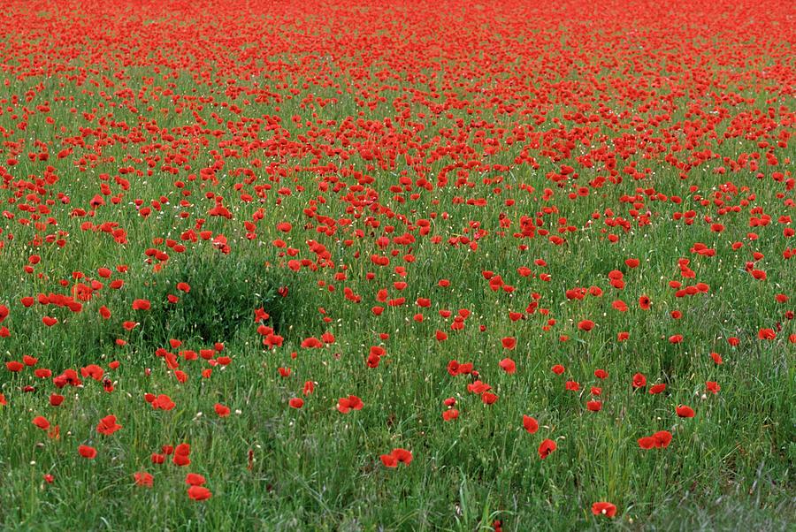 Field Of Red Poppy Flowers In Long Grass Photograph by Travel Ink