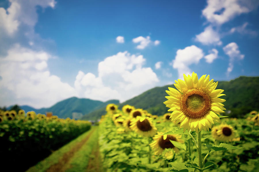 Field Of Sunflower Photograph by Marser