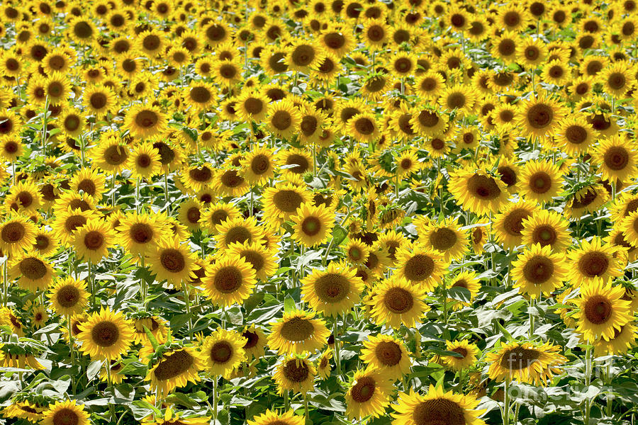 Field of Sunflowers Photograph by Anthony Totah