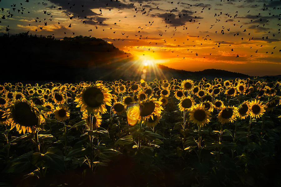 Sunset Photograph - Field Of Sunflowers At Sunset by Nicodemo Quaglia