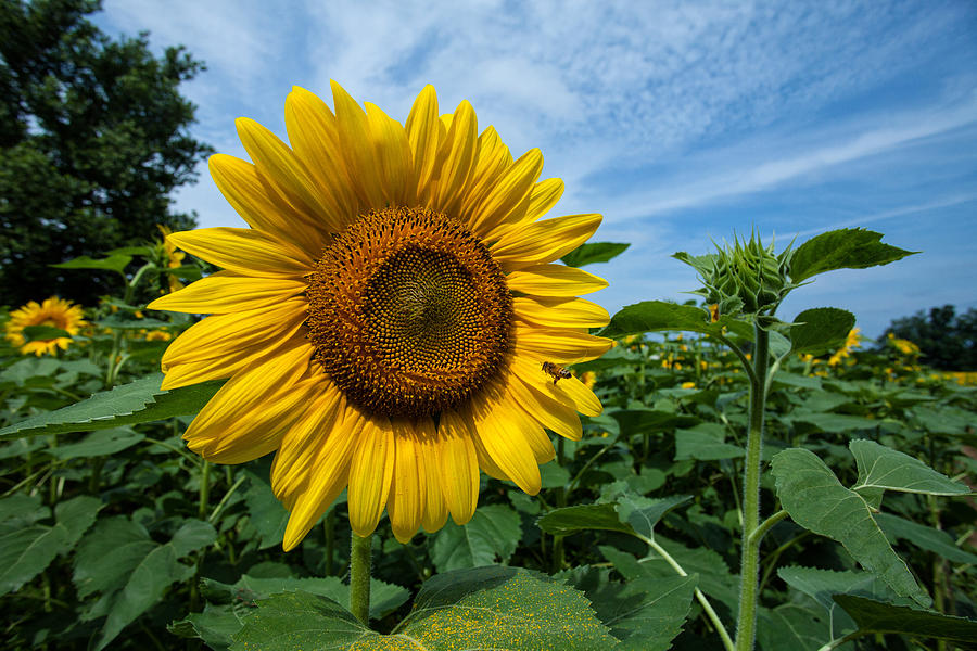 Field Of Sunflowers, Ct Photograph by James Zipp