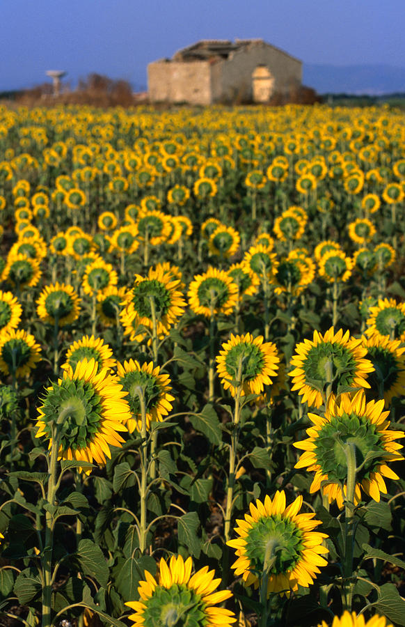Field Of Sunflowers Photograph by Dallas Stribley