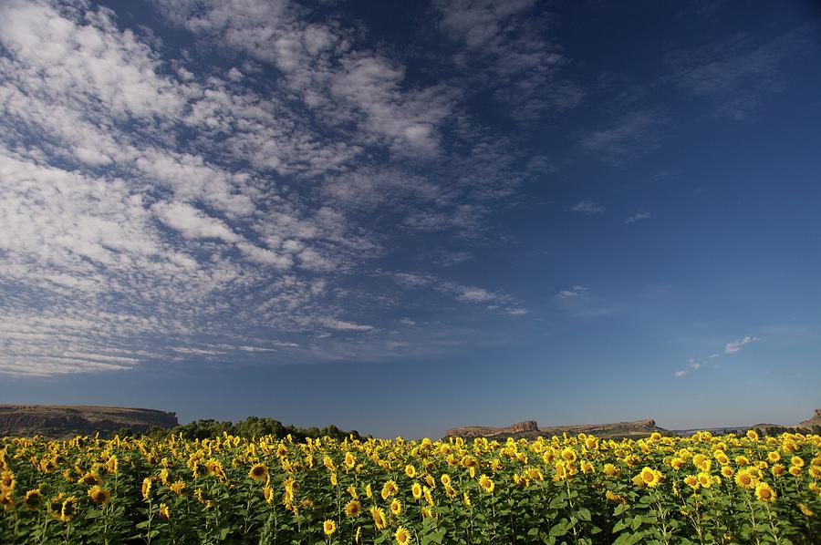 Field Of Sunflowers In The Eastern Photograph by Heinrich Van Den Berg