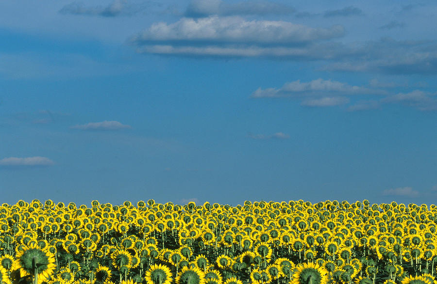 Field Of Sunflowers Photograph by Michael Lustbader