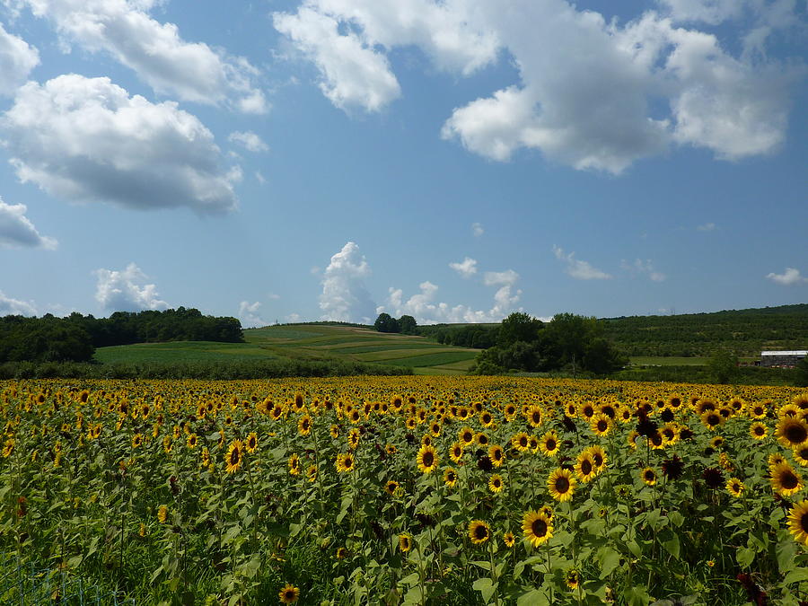 Sunflower Field at Lyman Orchards CT Photograph by Patricia Caron