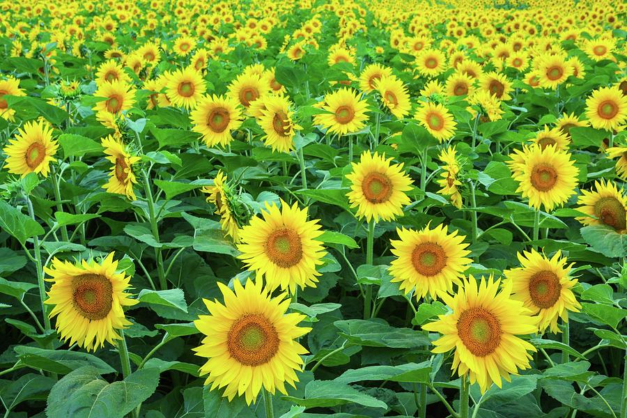 Field Of Sunflowers Photograph by Patrick Frischknecht - Fine Art America