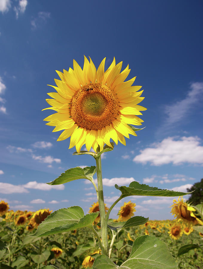Field Of Sunflowers Photograph by Sandsun