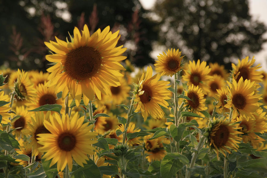 Field Of Sunflowers Photograph by Sonja Zelano