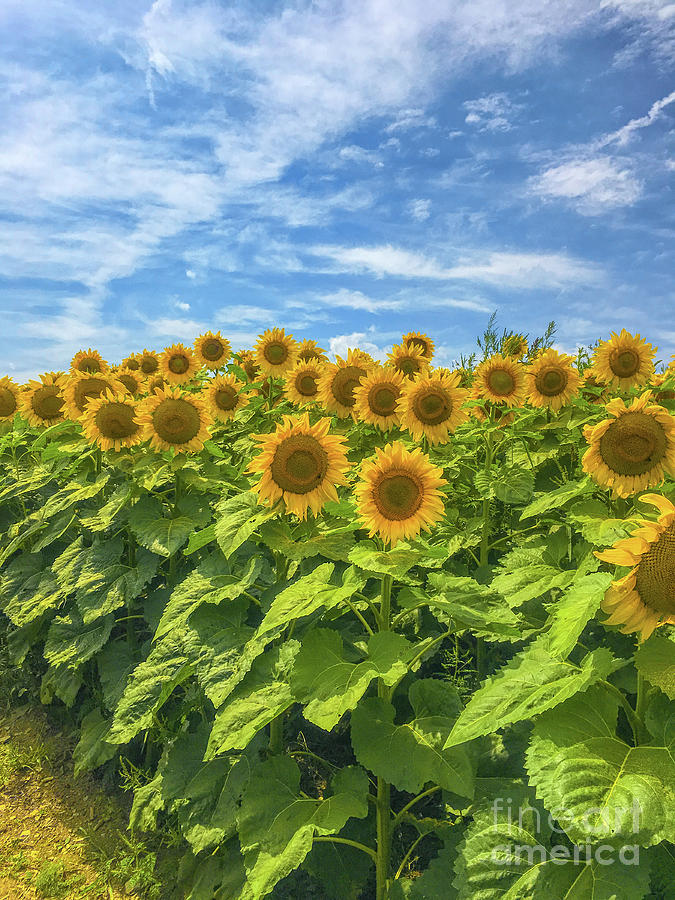 Field Of Sunflowers Three Digital Art