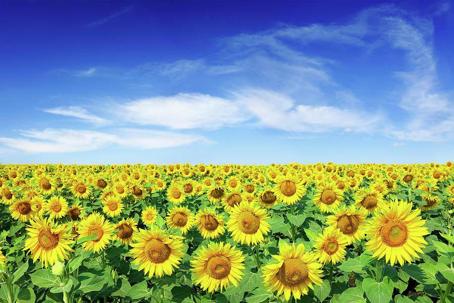 Field Of Sunflowers Under A Blue Sky Photograph by Trout55