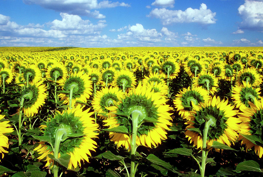Field Of Sunflowers Photograph by Wesley Hitt