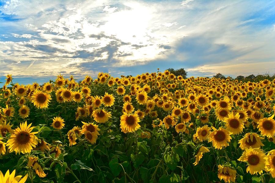 Field of Sunlight Photograph by Lightkeeper Photography LLC - Fine Art ...