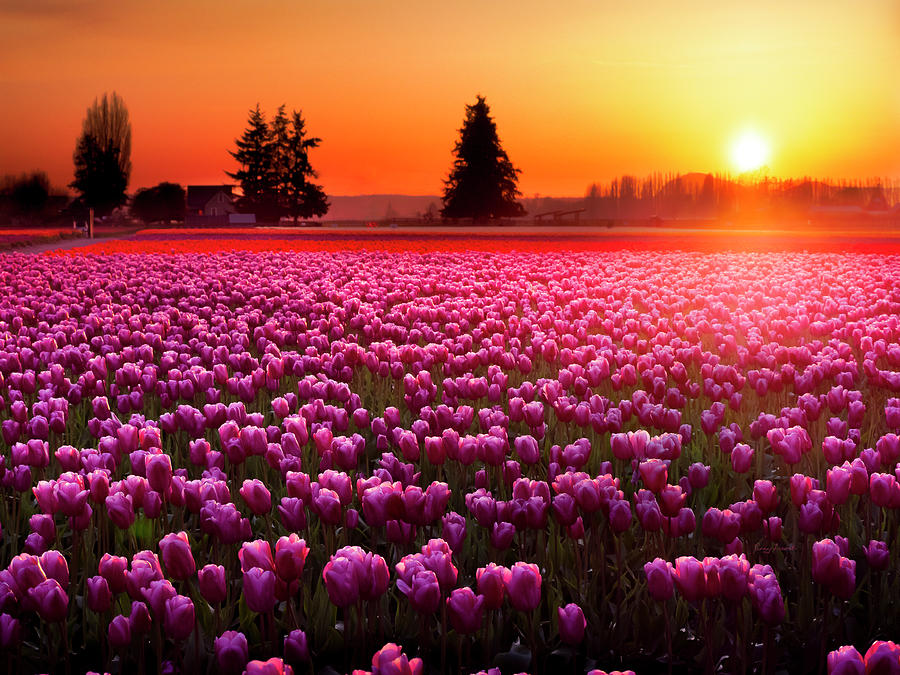 Field of Tulips at Sunset 2 Photograph by Penny Lisowski