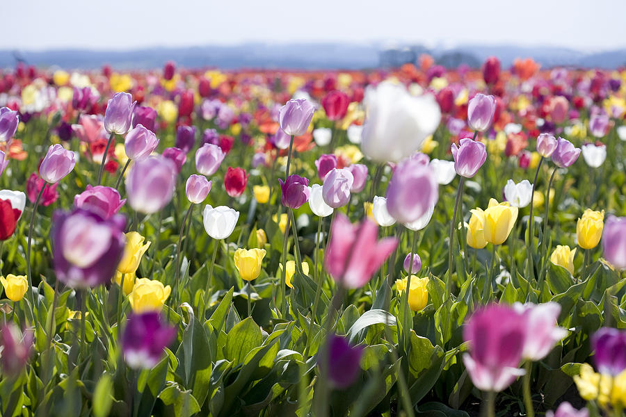 Field Of Tulips Photograph by Licreate
