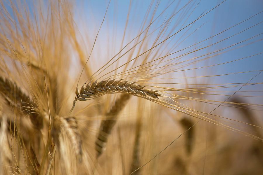 Field Of Wheat, Udine, Italy Digital Art by Federica Cattaruzzi