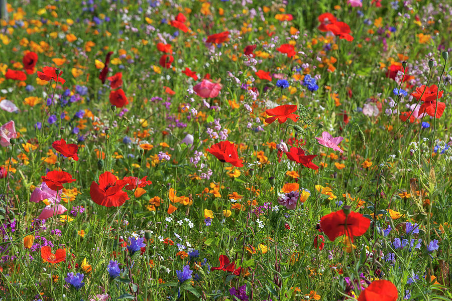 Field Of Wild Flowers Digital Art by Christian Back - Fine Art America