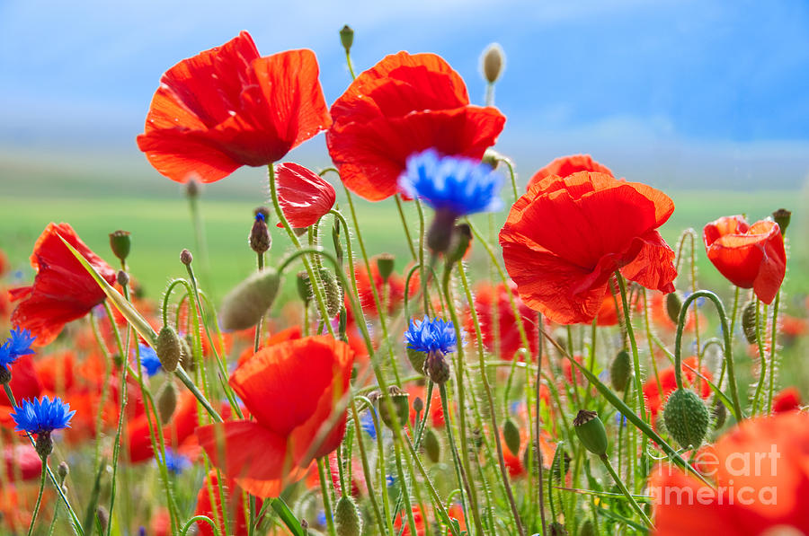 Beauty Photograph - Field Of Wild Poppies And Other Flowers by Maria Uspenskaya Beauty Photograph - Field Of Wild Poppies And Other Flowers by Maria Uspenskaya