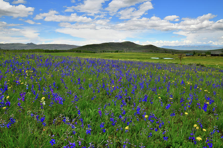 Field of Wildflowers along Last Dollar Road Photograph by Ray Mathis