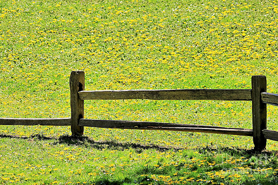 Field Of Wildflowers Photograph