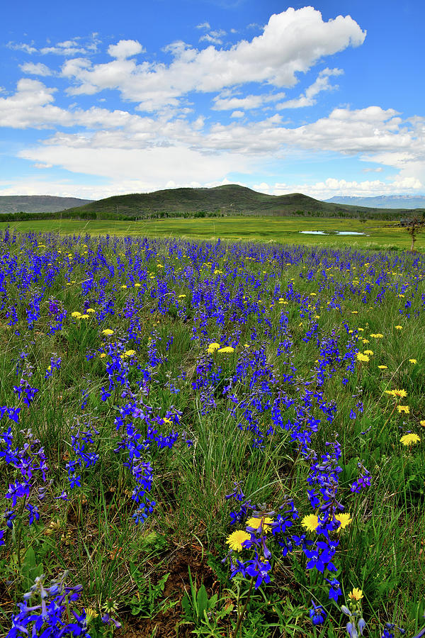 Field of Wildflowers in Colorado Photograph by Ray Mathis