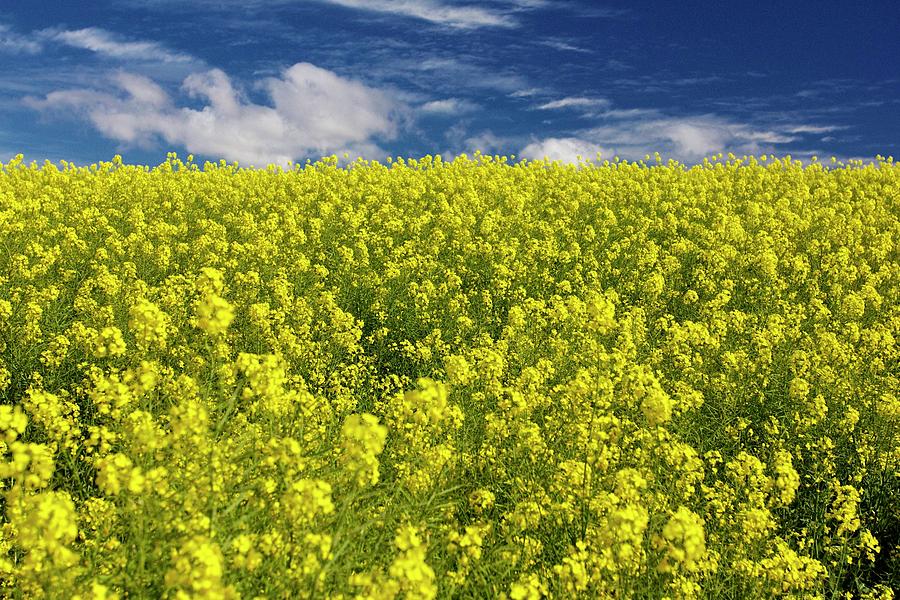 Field Of Yellow Flowers Photograph by © Guido Merkelbach