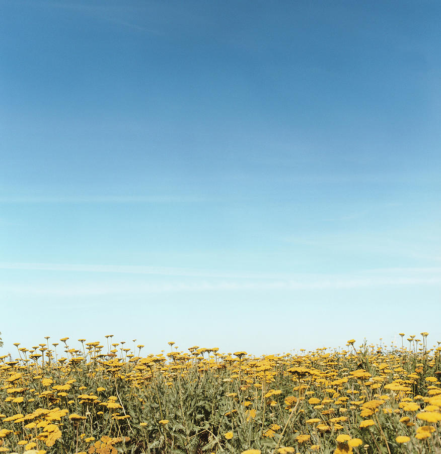 Field Of Yellow Flowers Photograph by Julien Capmeil