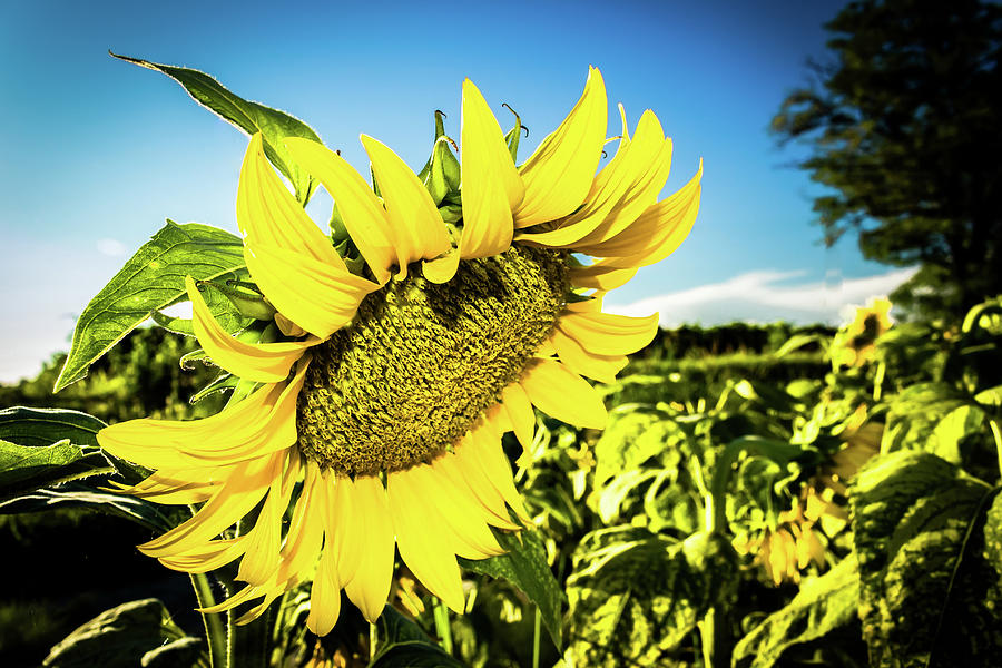 Field of yellow sunflowers  Photograph by Vivida Photo PC